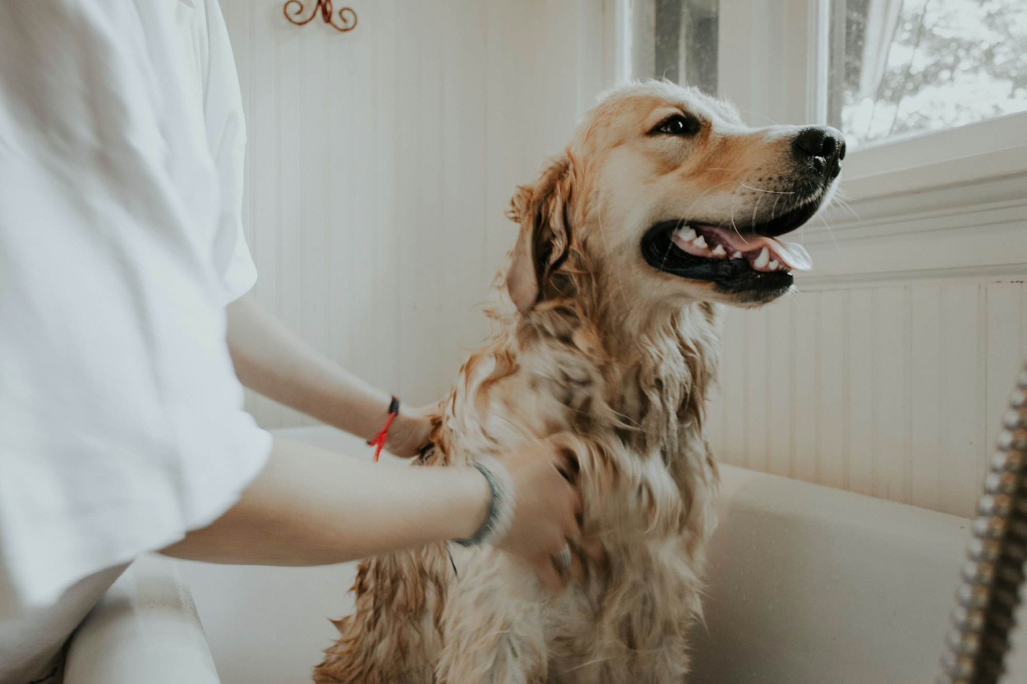 Persona bañando a un golden retriever, con las manos en el pelo del animal